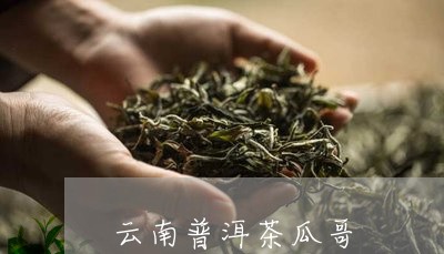 云南普洱茶瓜哥/2023112674917