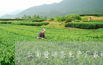 云南普洱茶生产厂家地址/2023050512826