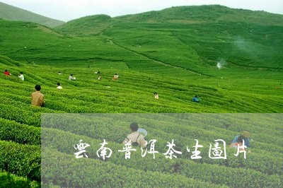 云南普洱茶生图片/2023120489482