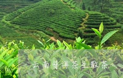 云南普洱茶生散茶/2023112655161