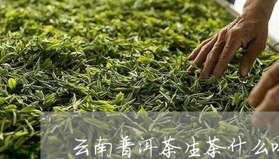 云南普洱茶生茶什么味/2023080391927