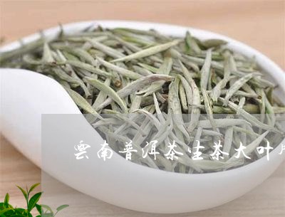 云南普洱茶生茶大叶牌/2023062529694