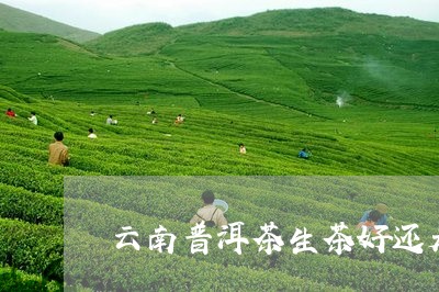 云南普洱茶生茶好还是熟茶好喝呢/2023110568582