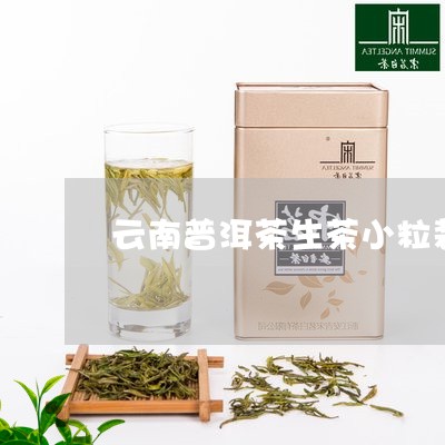 云南普洱茶生茶小粒装/2023100771818