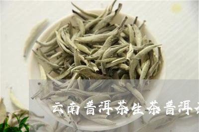 云南普洱茶生茶普洱茶一金芽贡饼/2023060386360