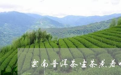 云南普洱茶生茶煮着喝/2023100768593