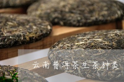 云南普洱茶生茶种类/2023070936037