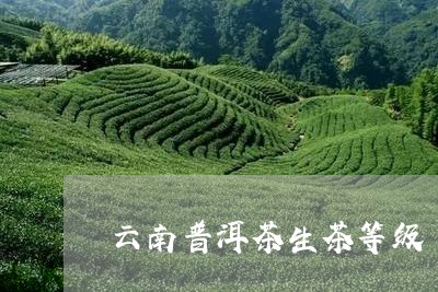 云南普洱茶生茶等级/2023070961482