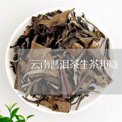 云南普洱茶生茶邦崴/2023120593035