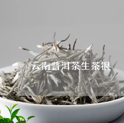 云南普洱茶生茶银/2023112636951