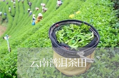 云南普洱茶田/2023042660608