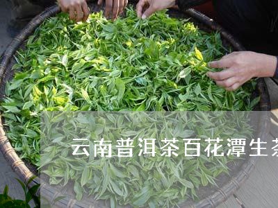 云南普洱茶百花潭生茶/2023120670684