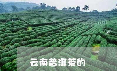 云南普洱茶的/2023042689745