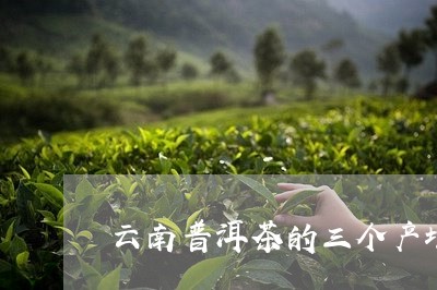 云南普洱茶的三个产地/2023092721735