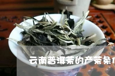 云南普洱茶的产茶条件/2023080279494