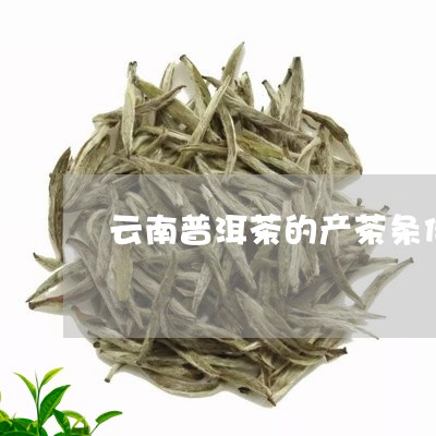 云南普洱茶的产茶条件/2023100685948