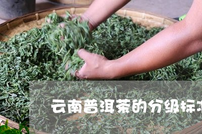 云南普洱茶的分级标准/2023100520494