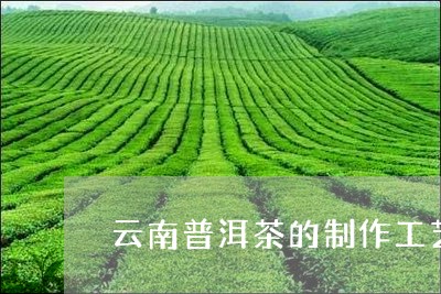 云南普洱茶的制作工艺/2023062429494