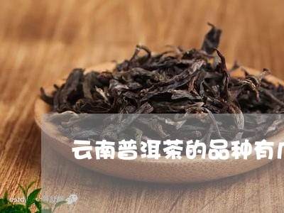 云南普洱茶的品种有几种/2023102481939