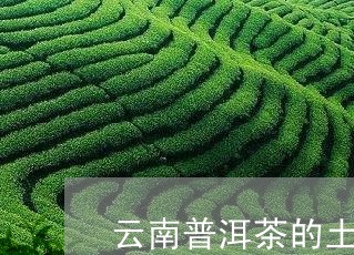 云南普洱茶的土司贡茶是什么茶/2023110546178