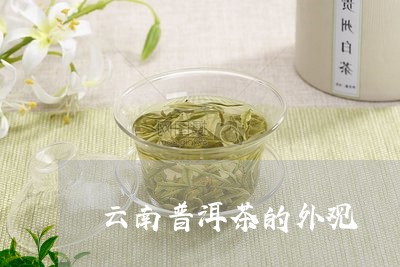 云南普洱茶的外观/2023082850725