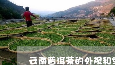 云南普洱茶的外观和细节/2023112725042