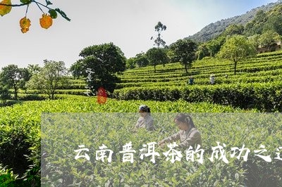 云南普洱茶的成功之道/2023080316037