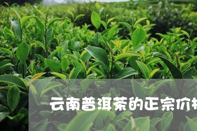 云南普洱茶的正宗价格/2023062929694