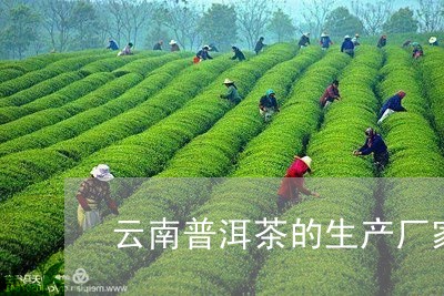 云南普洱茶的生产厂家/2023072330614