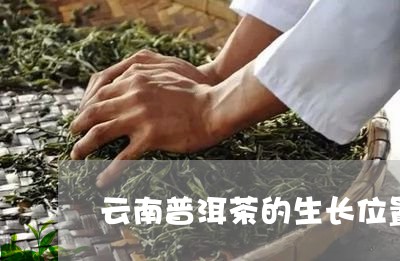 云南普洱茶的生长位置图/2023082466489