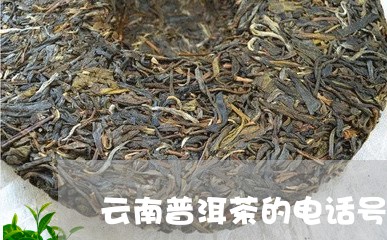 云南普洱茶的电话号码/2023073189493