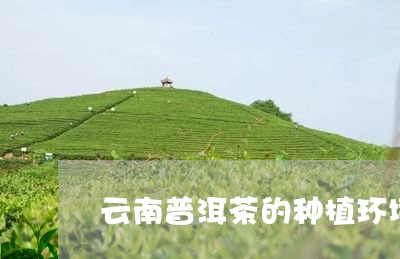 云南普洱茶的种植环境/2023092524826