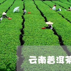 云南普洱茶的茶叶功效/2023080232825