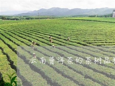 云南普洱茶的茶树品种/2023062729475