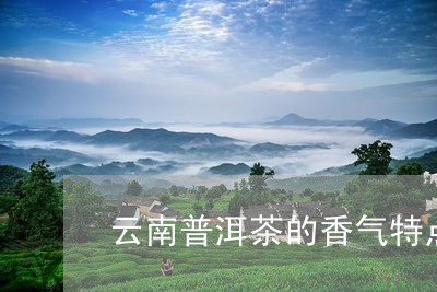 云南普洱茶的香气特点是/2023082811514