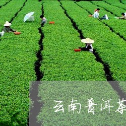 云南普洱茶皇家贡茶价格表/2023112814928