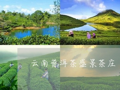 云南普洱茶盛景茶庄/2023082659371