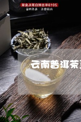 云南普洱茶直播间销量/2023112774724