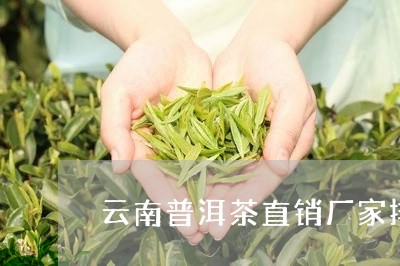 云南普洱茶直销厂家排名/2023081749481