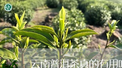 云南普洱茶真的有用吗/2023062910483