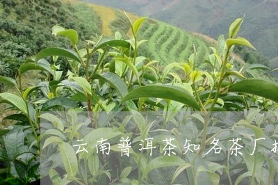 云南普洱茶知名茶厂排名第几/2023052940681