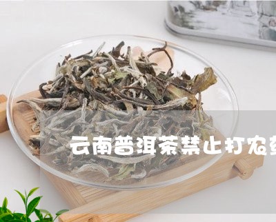 云南普洱茶禁止打农药/2023100779794