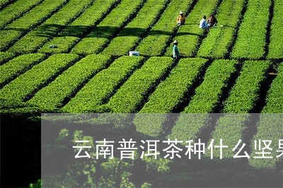 云南普洱茶种什么坚果/2023073124038