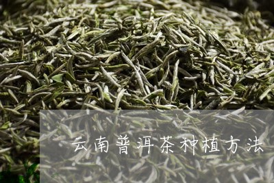 云南普洱茶种植方法/2023042818728