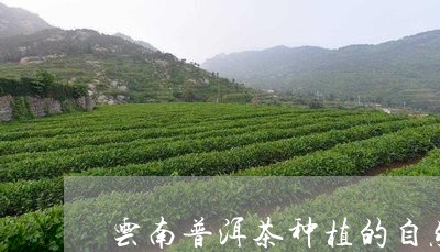 云南普洱茶种植的自然条件有哪些/2023060292714