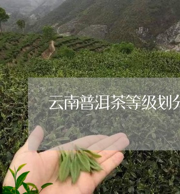 云南普洱茶等级划分图/2023100739471