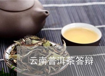 云南普洱茶答辩/2023082804126