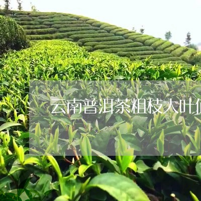 云南普洱茶粗枝大叶值/2023062828260