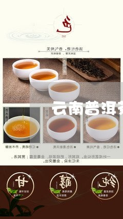 云南普洱茶粽子/2023101617270