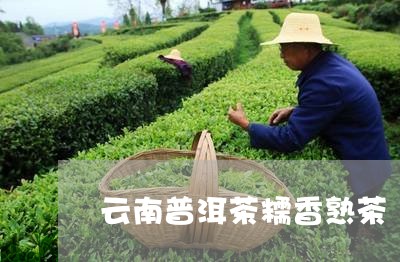 云南普洱茶糯香熟茶/2023120594838